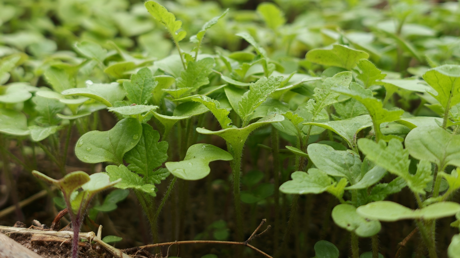 The Hearty Green That Protects Your Soil All Winter And Gives You A New Harvest In The Spring