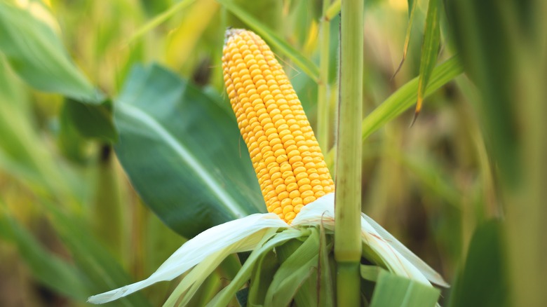 ear of corn in husk
