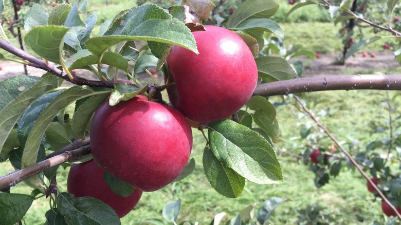 Pixie Crunch apples growing on a tree