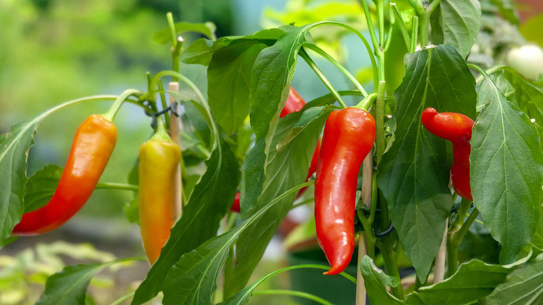 a close-up photo of red peppers growing on a plant