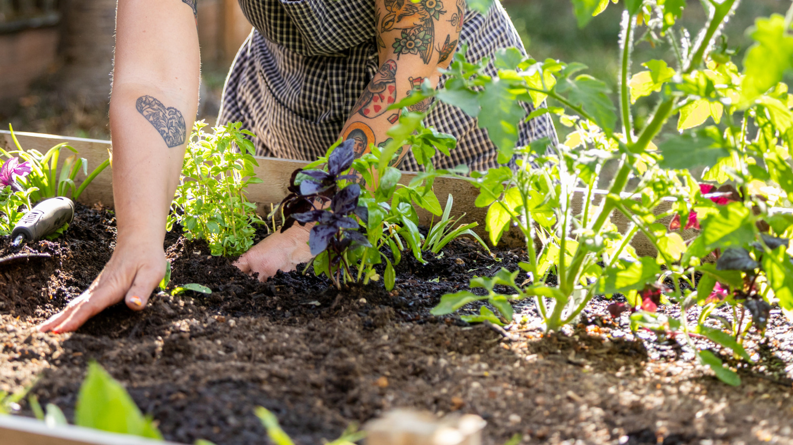 The Budget-Friendly Vegetable To Grow If You're Short On Space