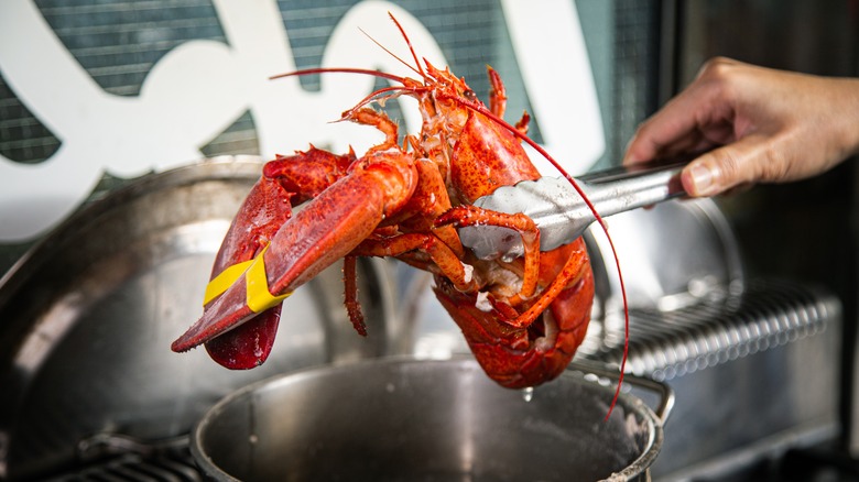 Boiled lobster coming out of a pot