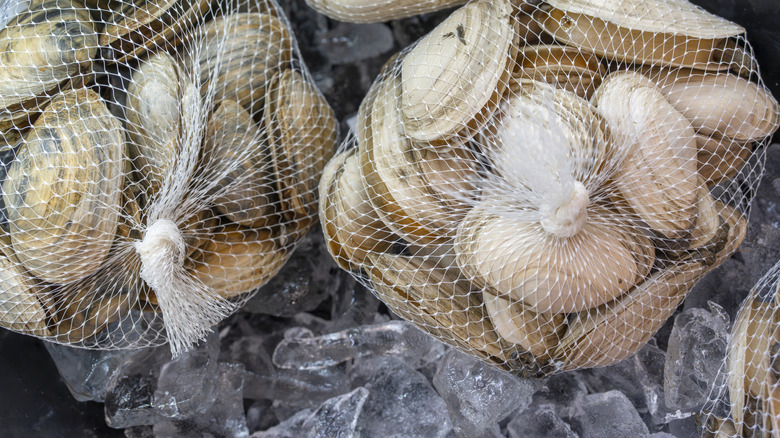 Bagged fresh clams on ice