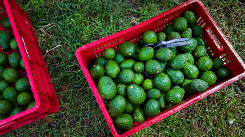 crate of avocados