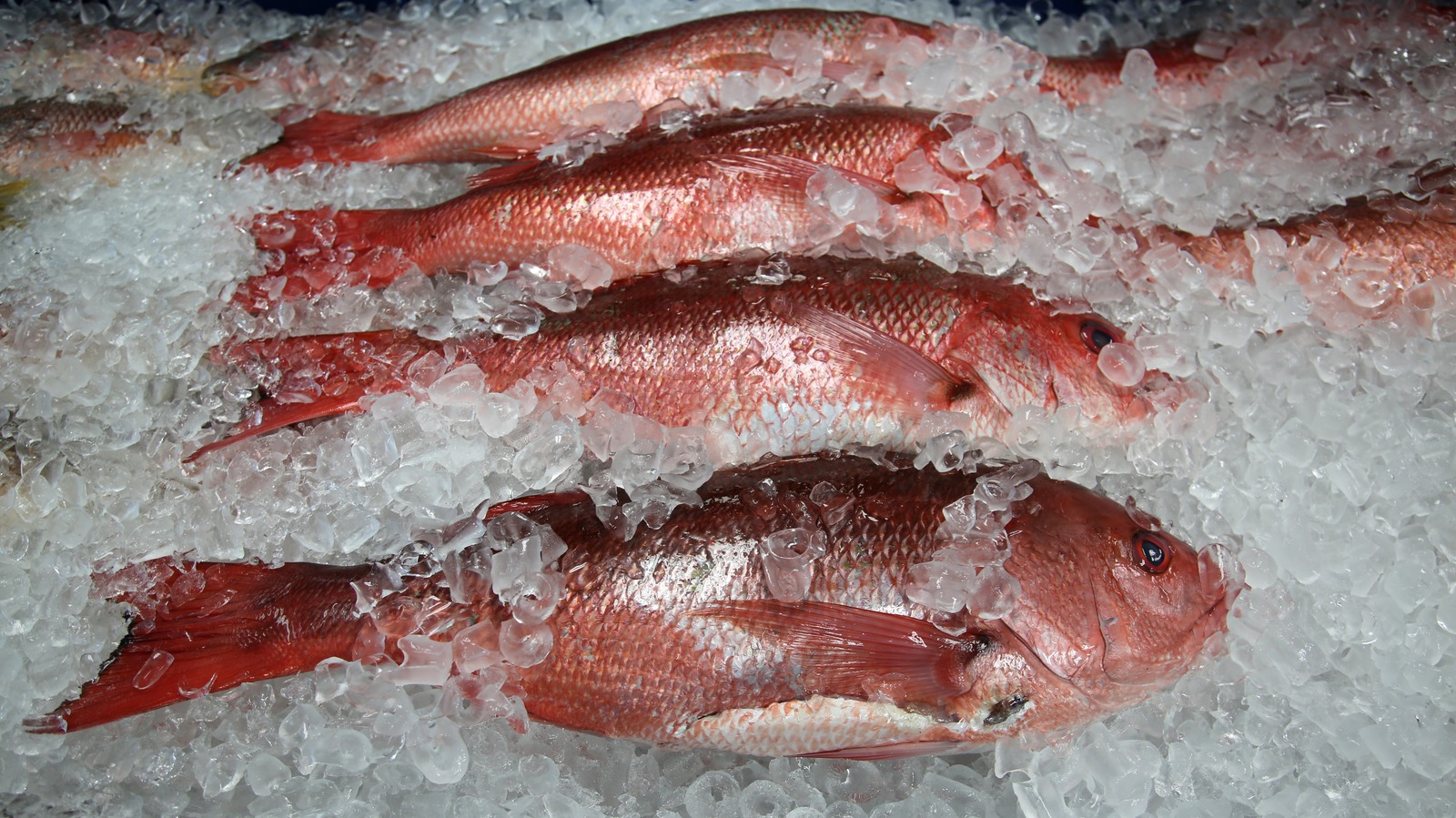 https://www.tastingtable.com/img/gallery/the-ins-and-outs-of-buying-the-best-red-snapper-fish/l-intro-1680105485.jpg