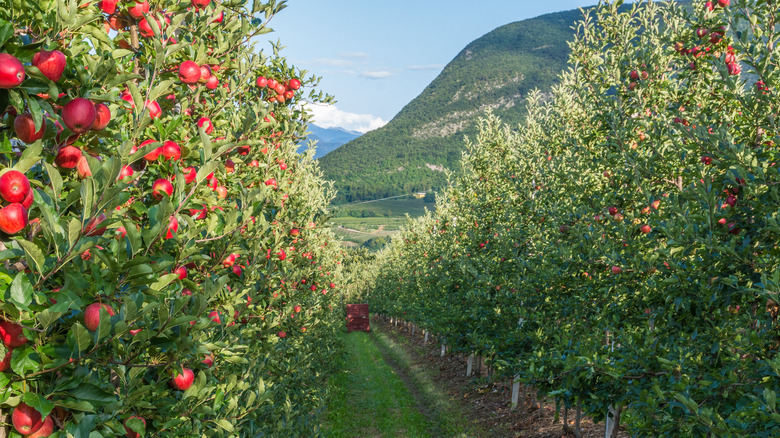 Italian apple orchard