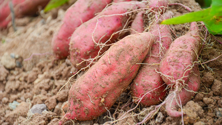 A bundle of sweet potatoes freshly harvested from the ground