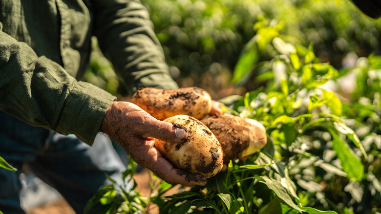 A man holding three large potatoes still fresh with dirt on them in front of a row of potato plants