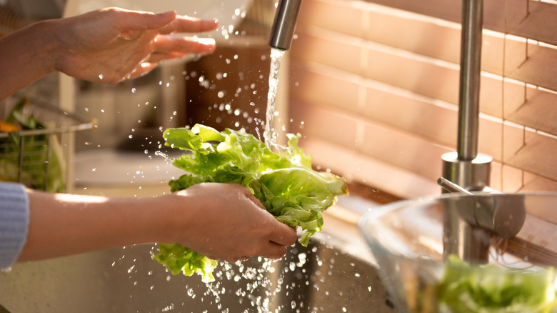 Hands washing lettuce