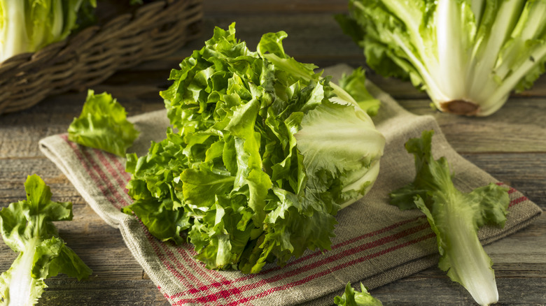 Head of escarole on a kitchen counter on top of a linen