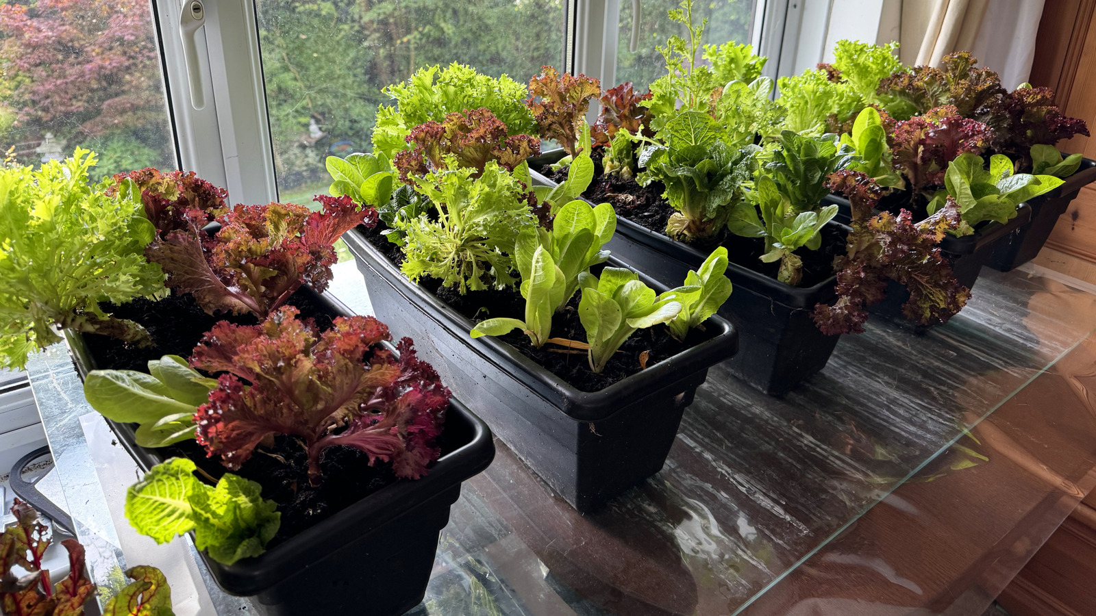 The Lettuce You Can Grow Indoors For Fresh Salads All Winter - Tasting Table