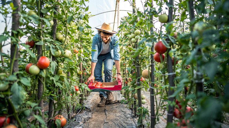 Tomatoes growing on stakes with twine between them to support the plants