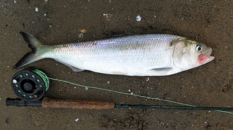 American shad and a fly rod