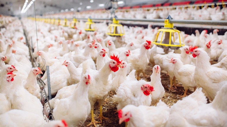 An overcrowded indoor chicken farm