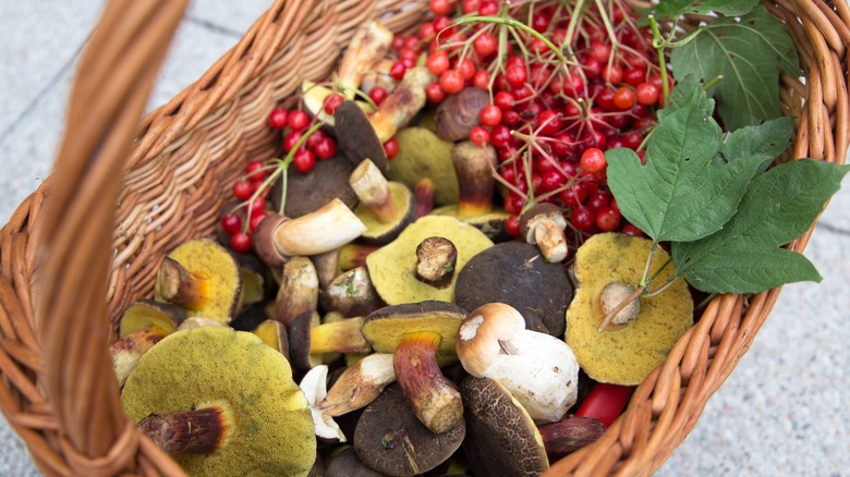 Basket of foraged mushrooms, berries, and leaves