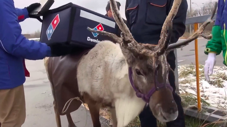A reindeer with a domino's delivery bag on its back