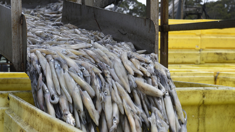 An industrial squid fishing operation