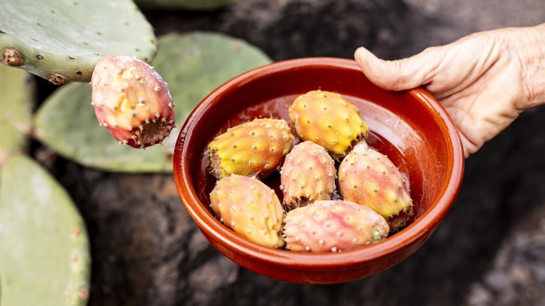 Someone holding a bowl of cactus fruit next to one fruit still on a cactus