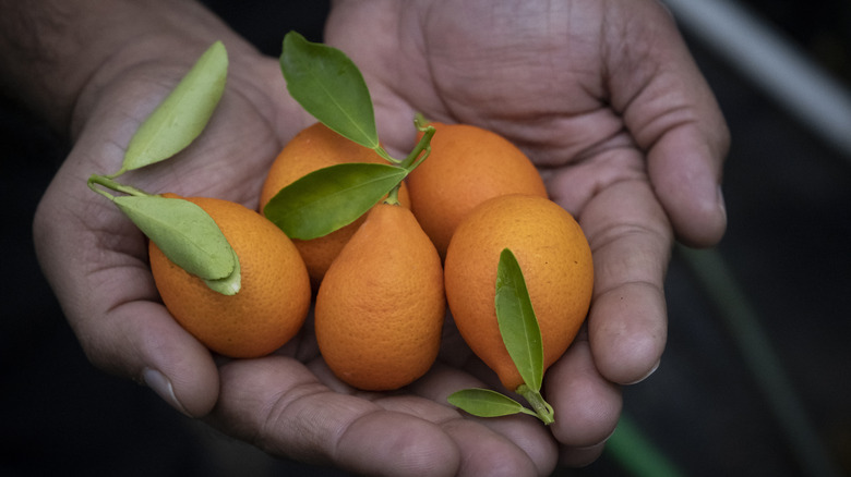 hands holding kumquats