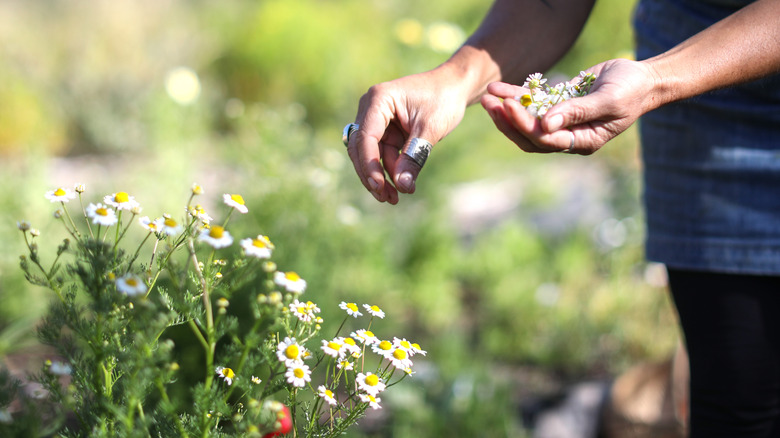 Harvesting edible flowers