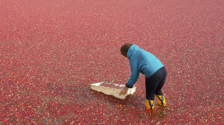 A cranberry farmer in a blue coat wading through a cranberry bog
