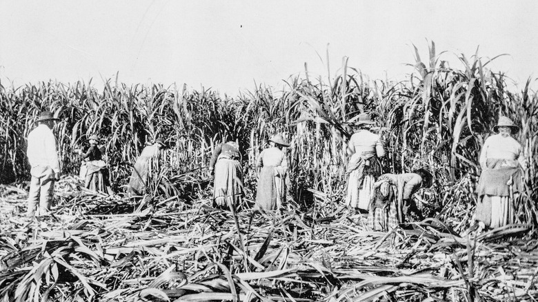 Antique photograph of enslaved people working on a sugar plantation in Louisiana