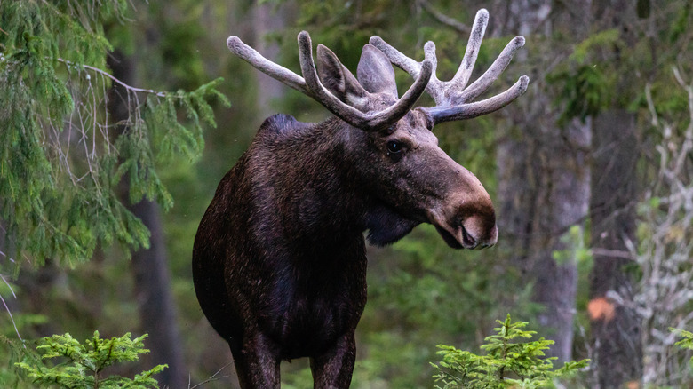 A moose with antlers in the woods
