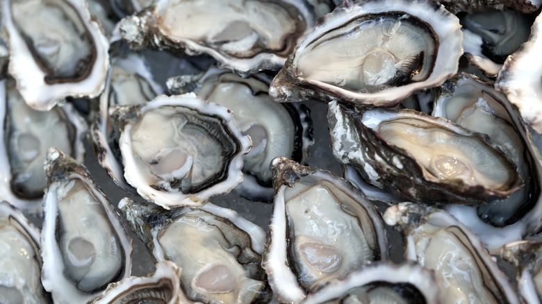 Close-up of fresh shucked oysters