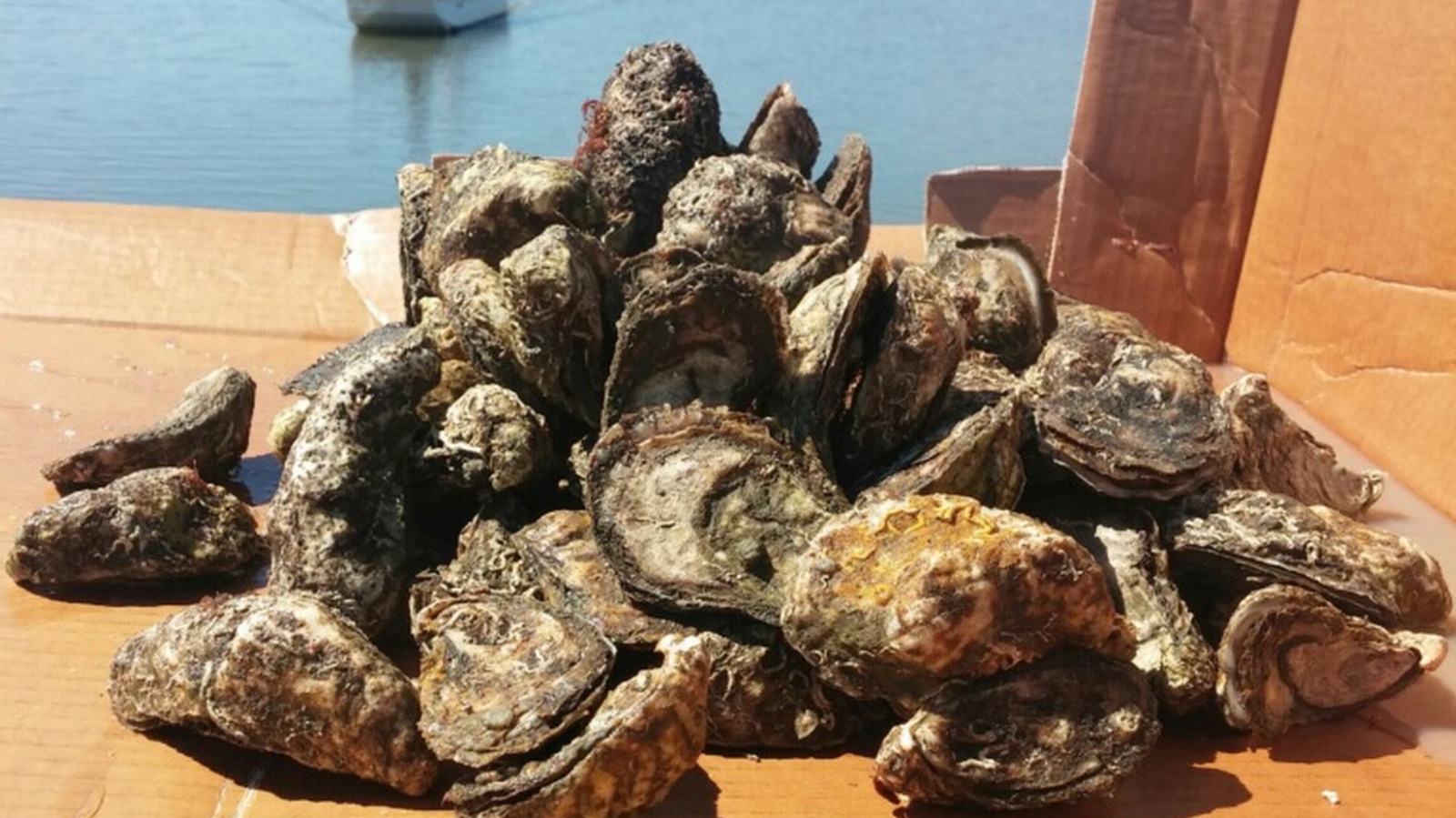 The 'Oyster Capital Of The East Coast' Isn't The State You Might Expect - Tasting Table