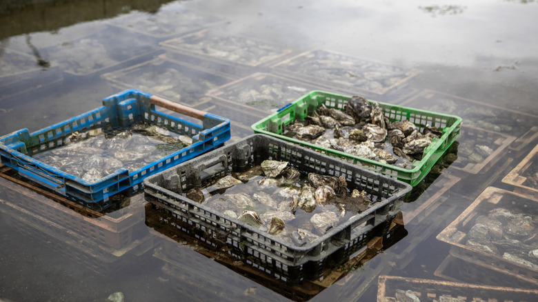 Floating oyster cages in an aquaculture operation