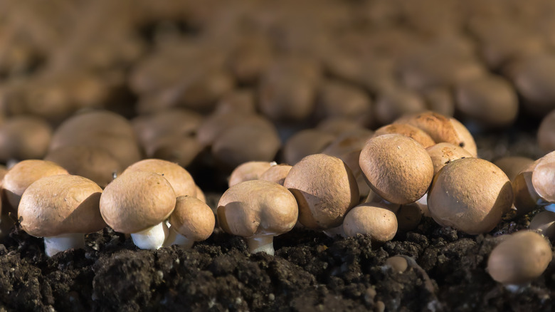 close up of baby bella mushrooms growing in dirt