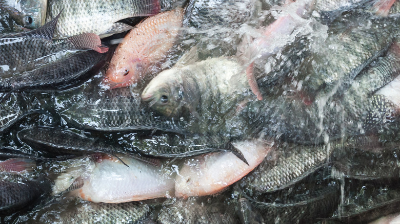 Whole, live tilapia overcrowded in water