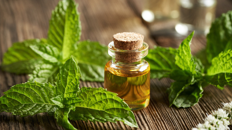 Fresh peppermint leaves on a wooden table surrounding a small glass bottle with cork stopper, filled with golden liquid