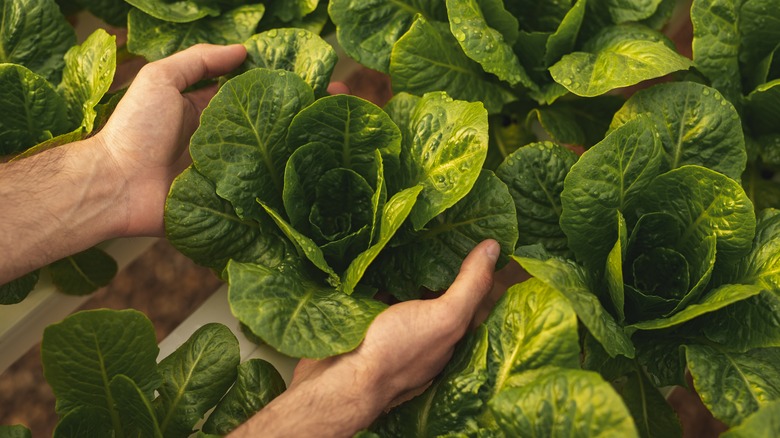 a farmer cradles a head of romaine lettuce