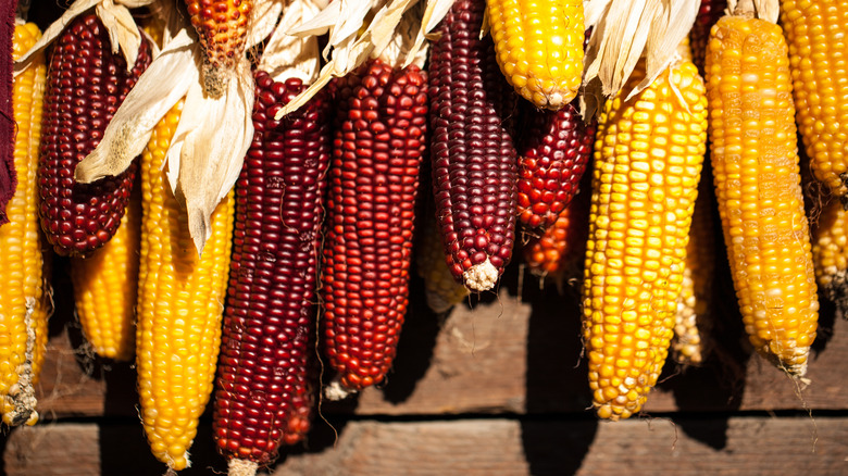 colorful corn cobs