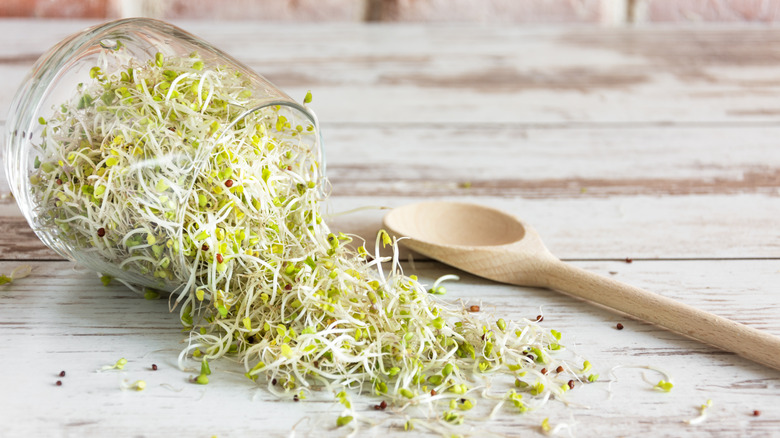 alfalfa sprouts spilling from glass