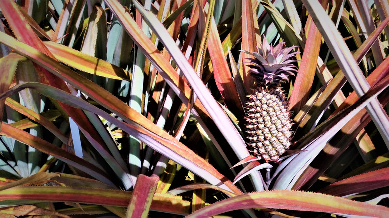 Antigua pineapple