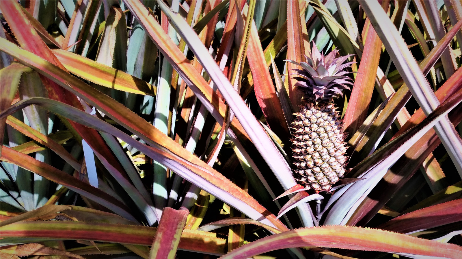 The Rare Pineapple Variety Said To Be The World's Sweetest