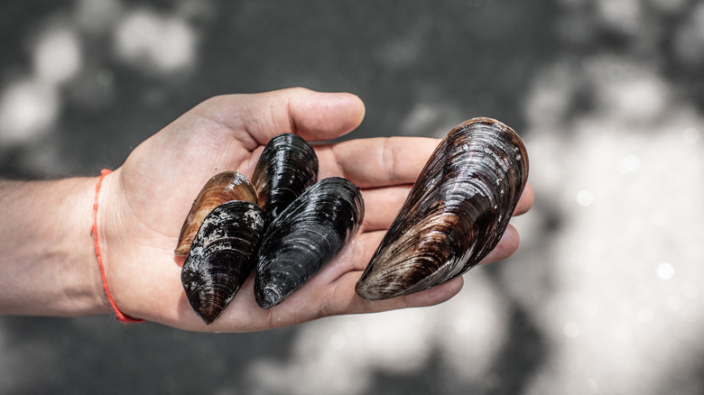 Hand holding fresh raw mussels 