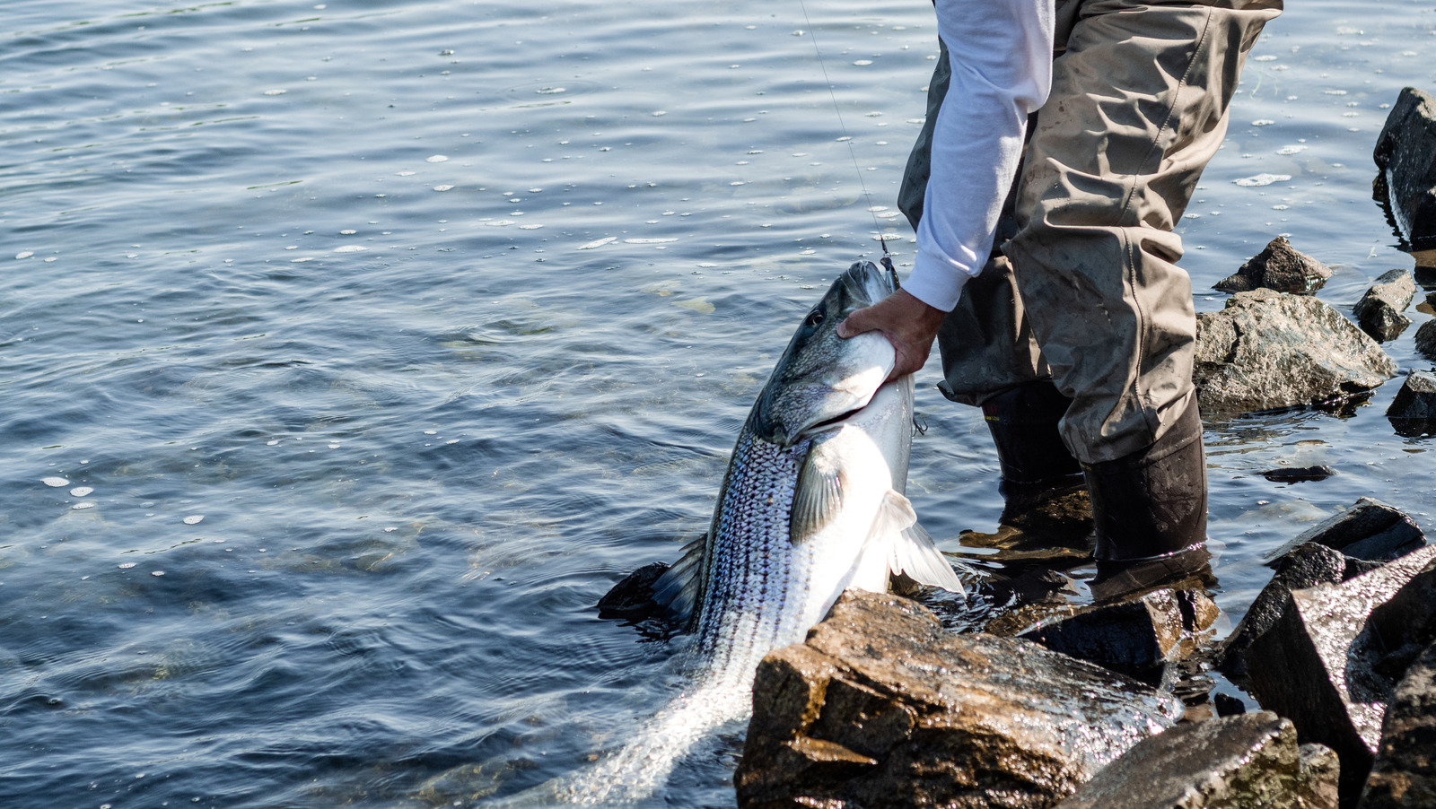 The Real Difference Between Farmed And Wild Striped Bass