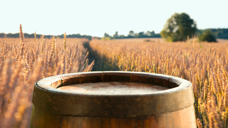 barrel in barley field