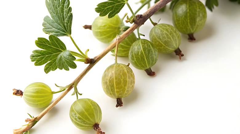 Closeup of a gooseberry branch