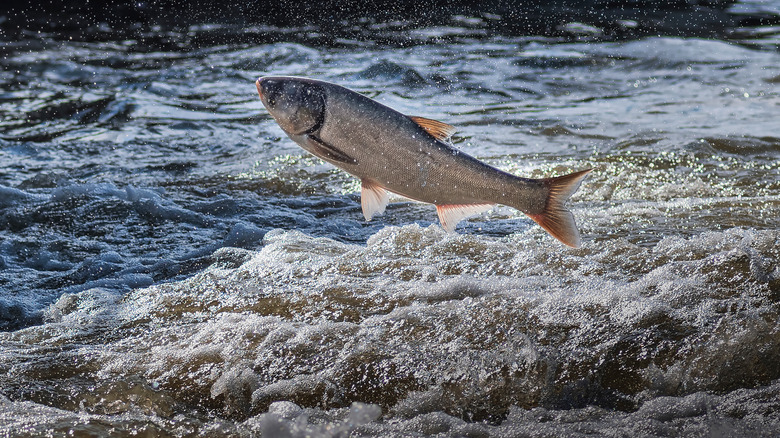 Invasive silver carp can leap ten feet out of the water