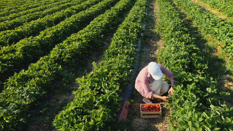 Woman harvesting strawberries