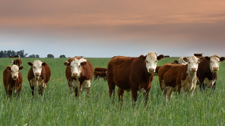 Cattle in a grassy pasture