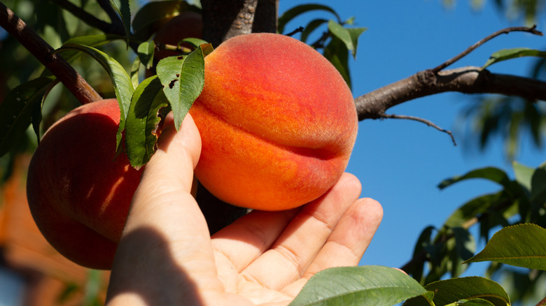 Hand picking peach from tree