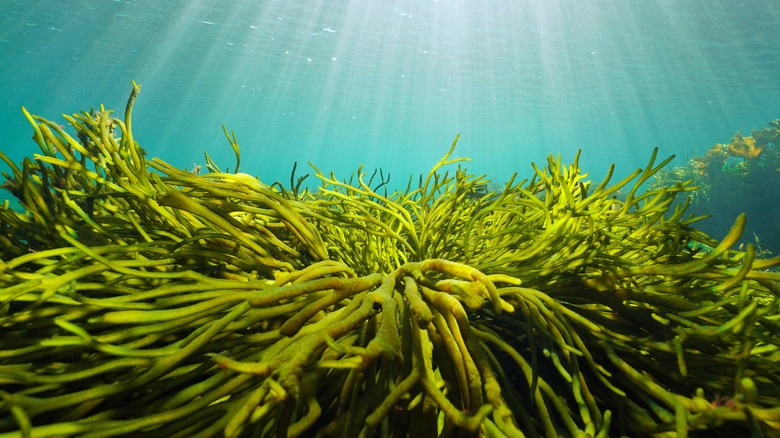 Seaweed in water
