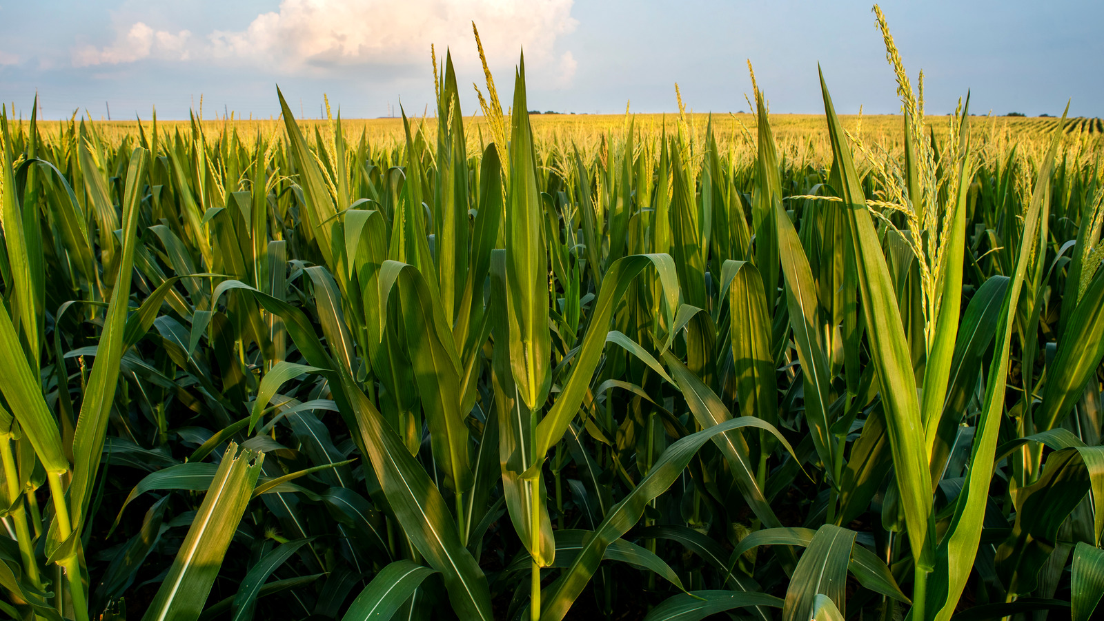 The Real Reason The Price Of Corn Could Go Up Next Year
