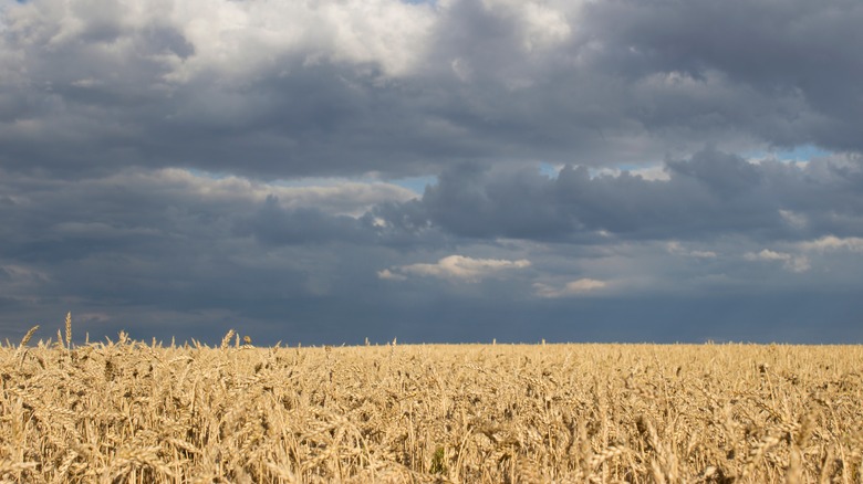 Ukrainian wheat field ready for summer harvest
