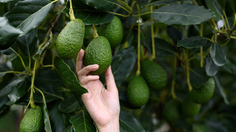 hand picking avocado from tree